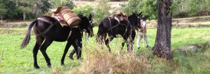 Von der Traube zum Wein 2016